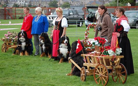 Bernese Mountain Dogs with drafting carts and traditional costumes | Bernese mountain dog ...