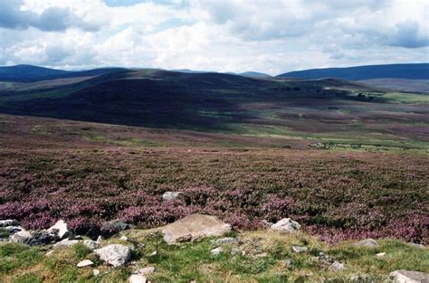 Heather on the Scottish Moors | En route to Tain from Edinbu… | Flickr