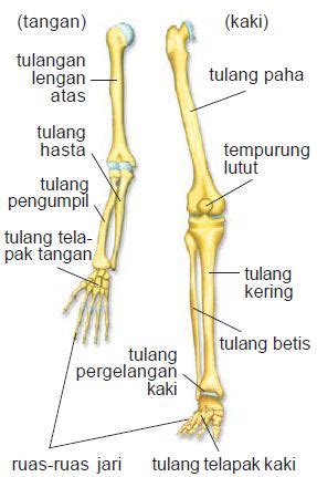 CERDAS BIOLOGI: Pengertian, Fungsi, Struktur dan Macam-macam Jenis ...