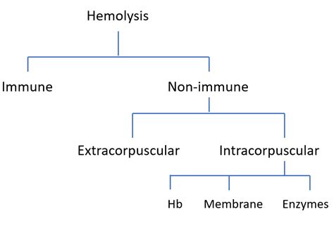 What are causes of hemolysis? • The Blood Project