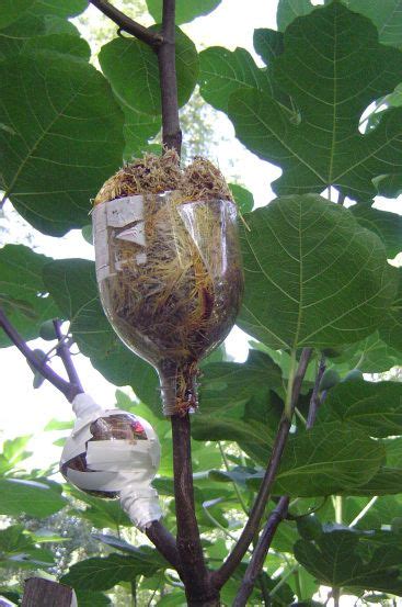 Pin on Fiddle Leaf Fig Care