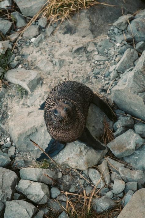 Best Locations to See the Kaikoura Seal Colony, New Zealand