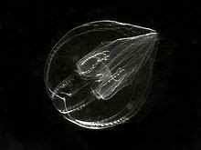 Reproduction - Ctenophora (Comb Jellyfish)