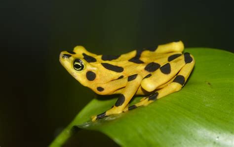 Panamanian Golden Frog Facts and Pictures