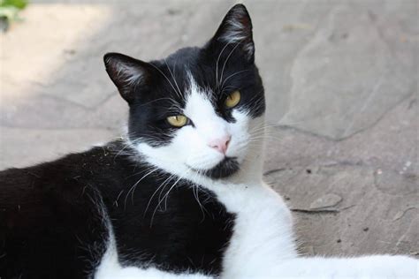 Study Shows Black And White Cats Most Likely To Have Cattitude - Cole ...