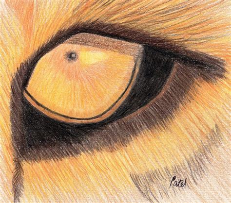 Lions Eye Drawing by Bav Patel