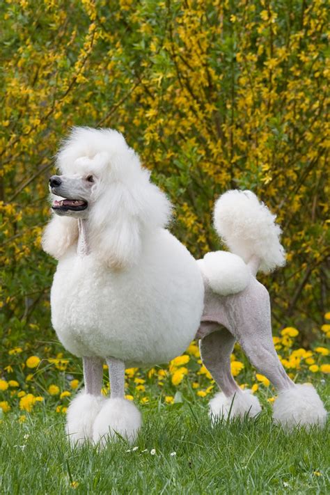 Medium-sized Dogs That Don't Shed Much and Won't Make You Sneeze - Pet ...