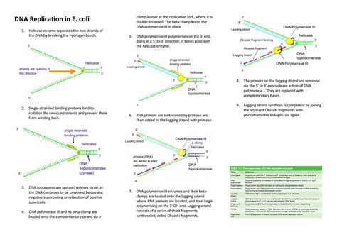 DNA Replication in E. coli - DNA Replication in E. coli Helicase enzyme separates the two ...