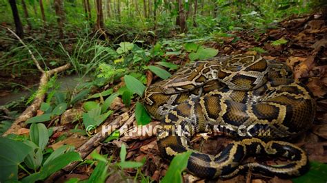 Python bivittatus – Burmese Python – HerpingThailand.com