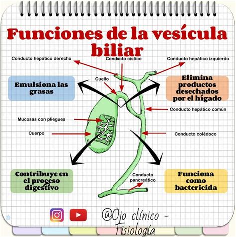 Funciones de la Vesícula Biliar | FISIOLOGÍA MÉDICA | uDocz