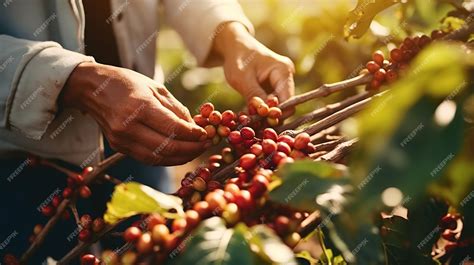 Premium AI Image | Harvesting coffee berries by agriculturist hands ...