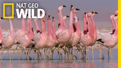 These Flamingos Have Sweet Dance Moves | Wild Argentina - YouTube