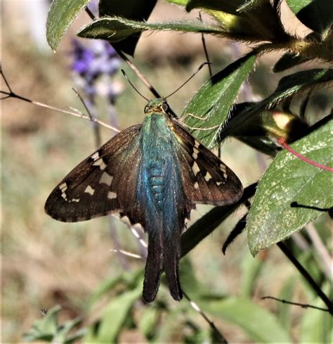 Maryland Biodiversity Project - Long-tailed Skipper (Urbanus proteus)