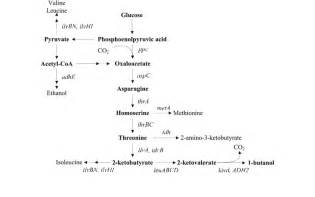 Schematic representation of 1-butanol production via the norvaline...