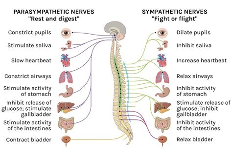 Parasympathetic and Sympathetic nerves | Bull art, Medical illustration, Map art