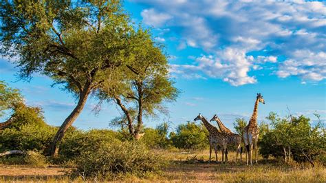 8 Best National Parks In Africa For Wildlife Safaris: An Ultimate Guide ...