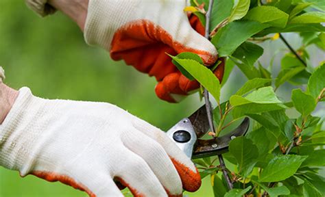 Pruning Shrubs - Adams Fairacre Farms