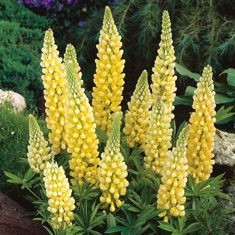 Lupine Gallery Yellow