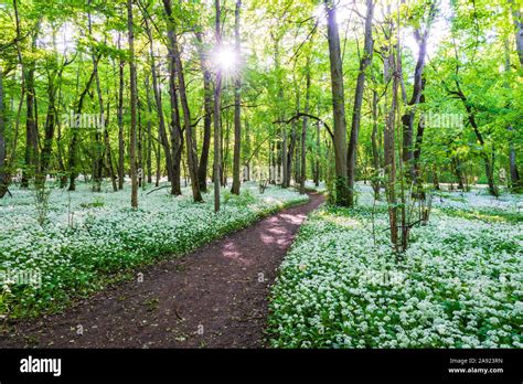 Spring flowers in forest Stock Photo - Alamy