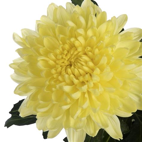 Chrysanthemum – Linna Lilled