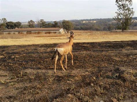 Modderfontein Nature Reserve | Nature reserves/Parks in Johannesburg ...