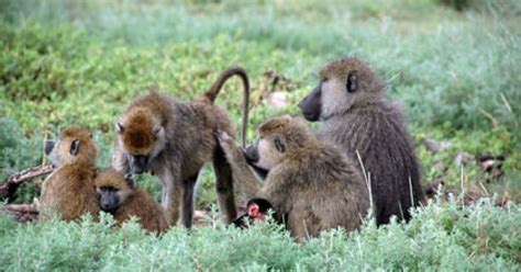 Supportive Moms and Sisters Boost Female Baboon’s Rank | Department of ...