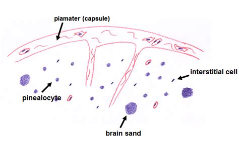 Endocrine System