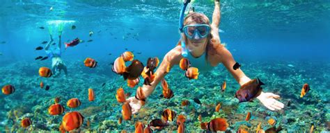 Best Maui Snorkeling | Skyline Hawaii Blog