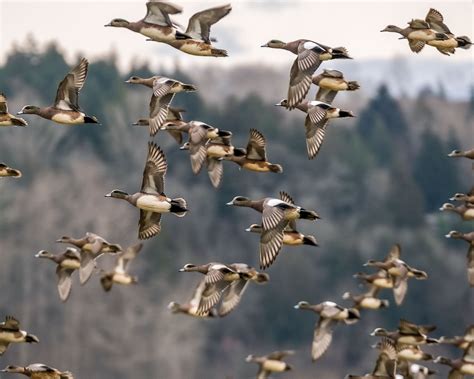 A Duck Hunter’s Tips for Quickly Identifying Waterfowl on the Wing ...