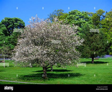 Cherry tree in park Stock Photo - Alamy