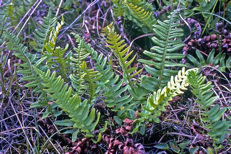 Polypodium vulgare (Polypodiaceae) image 50061 at