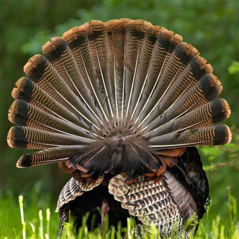 53,800+ Turkey Feathers Stock Photos, Pictures & Royalty-Free Images ...