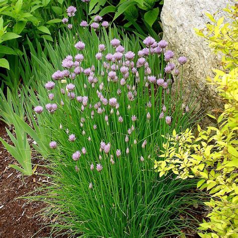 Bonnie Plants 4.5 in. Onion Chives-5030 - The Home Depot