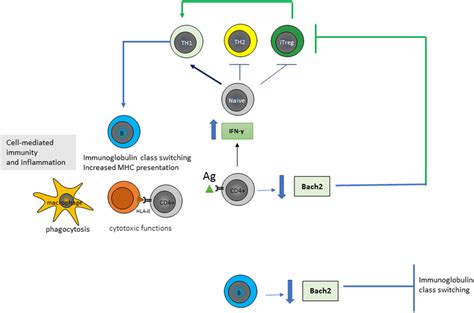 | Structural tissue transglutaminase 2 (TG2) conformation influences ...