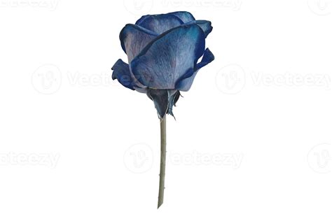 Blue rose isolated on a transparent background 22024828 PNG