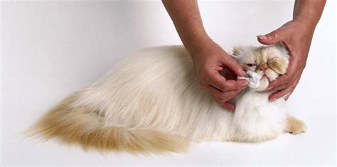 Grooming Persian Cats : 8 Cute Grooming A Persian Cat | Biological ...