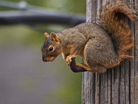 Squirrel Species - Wildlife Removal Plus