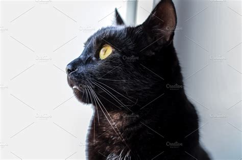 Black cat profile view close up | High-Quality Animal Stock Photos ~ Creative Market