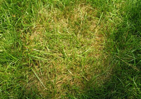 Brown Patch & Large Patch Diseases of Lawns | Home & Garden Information ...