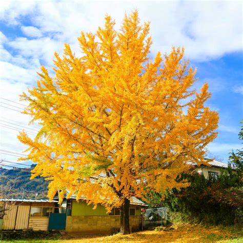 Ginkgo Trees for Sale | BrighterBlooms.com