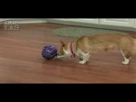 Kibble Nibble Dog Toy | DrsFosterSmith.com - YouTube