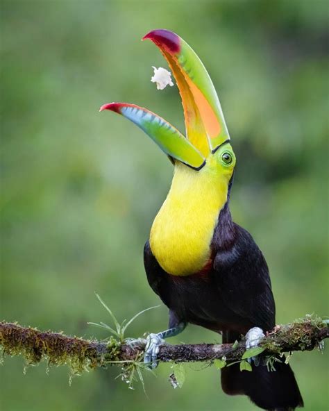 Amazing to watch this Keel-billed Toucan toss its food in the air opening their beaks and ...