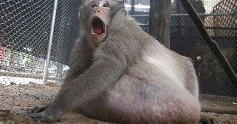 Uncle Fat, morbidly obese monkey in Thailand, put on strict no-junk ...