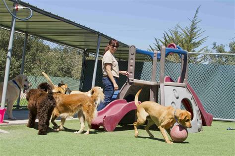 Important Tips For Choosing The Right Dog Boarding Facility - About Dog ...