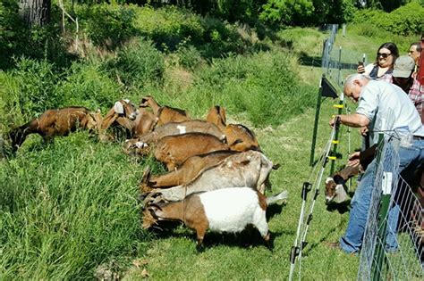 Goats, sheep maintain land in some Philly suburbs. Yes, you herd that correctly.