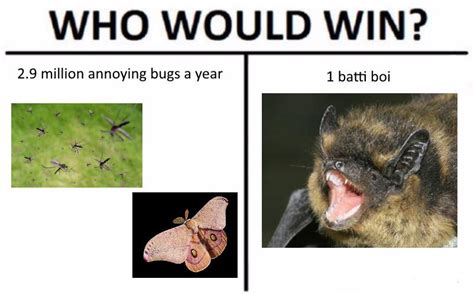 we need more bat memes : r/batty