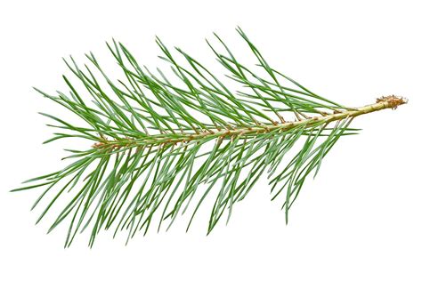 Pine Trees or Evergreens? | Nebraska Extension in Lancaster County