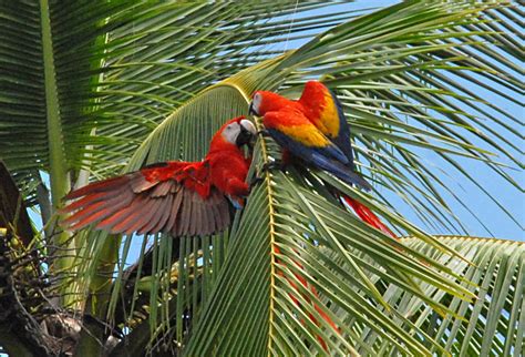 Scarlet Macaws - Mating Season | Taken by Don Bindler, Feb'1… | Flickr