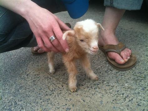 Teeny, tiny baby goat cuteness | Wonderous… | Animals | Pinterest | Goats, Babies and Baby goats