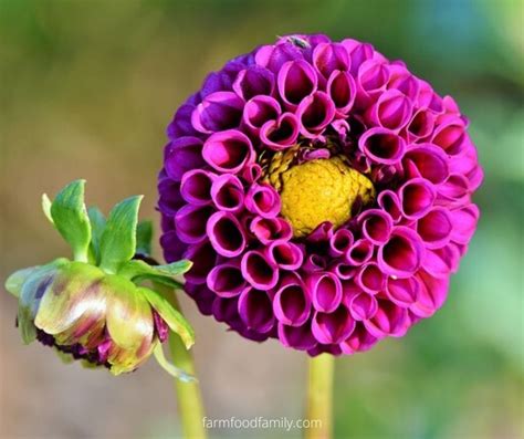 Dahlia Flower Meaning, Symbolism - The Queen of the Autumn Garden